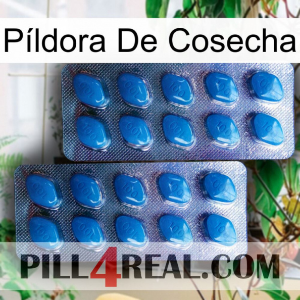 Píldora De Cosecha viagra2.jpg